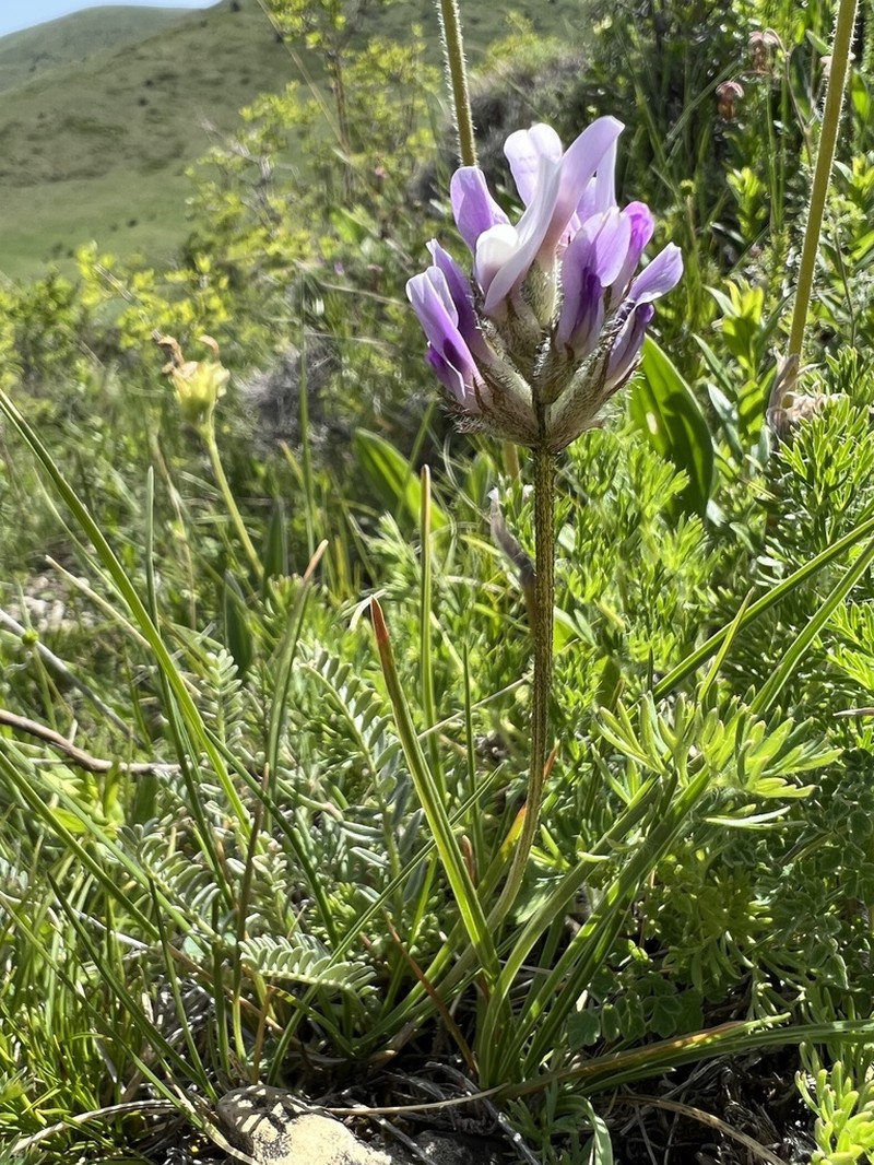 Astragalus psoraloides photo 3