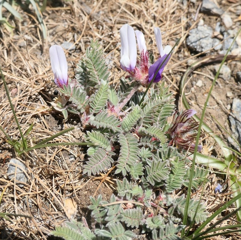 Astragalus psoraloides photo 4