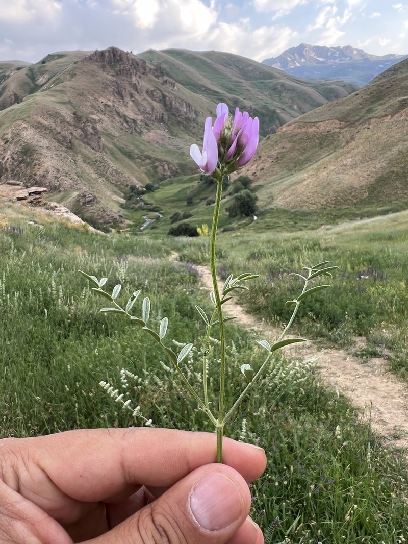 Astragalus psoraloides photo 5