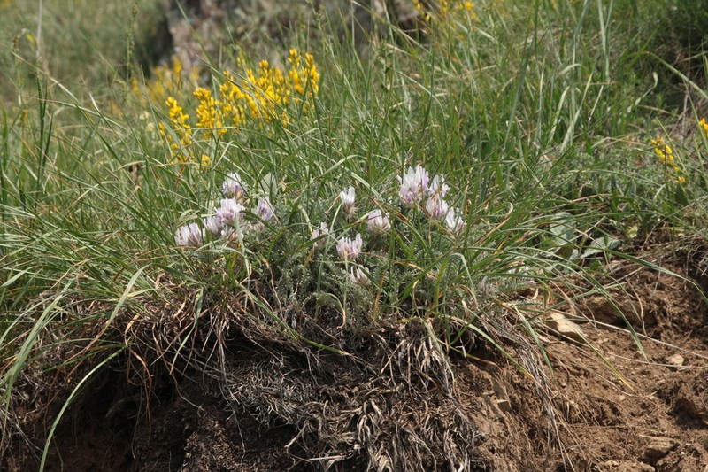 Astragalus psoraloides photo 6