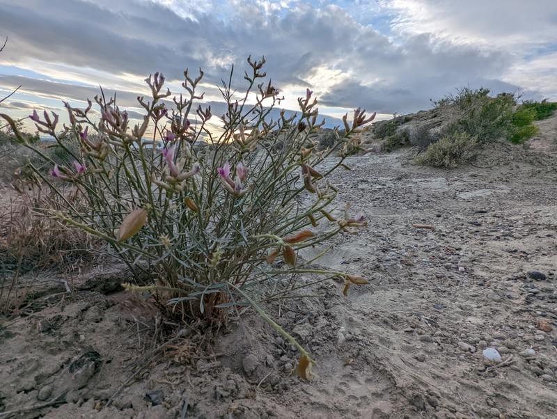 Winged Milkvetch