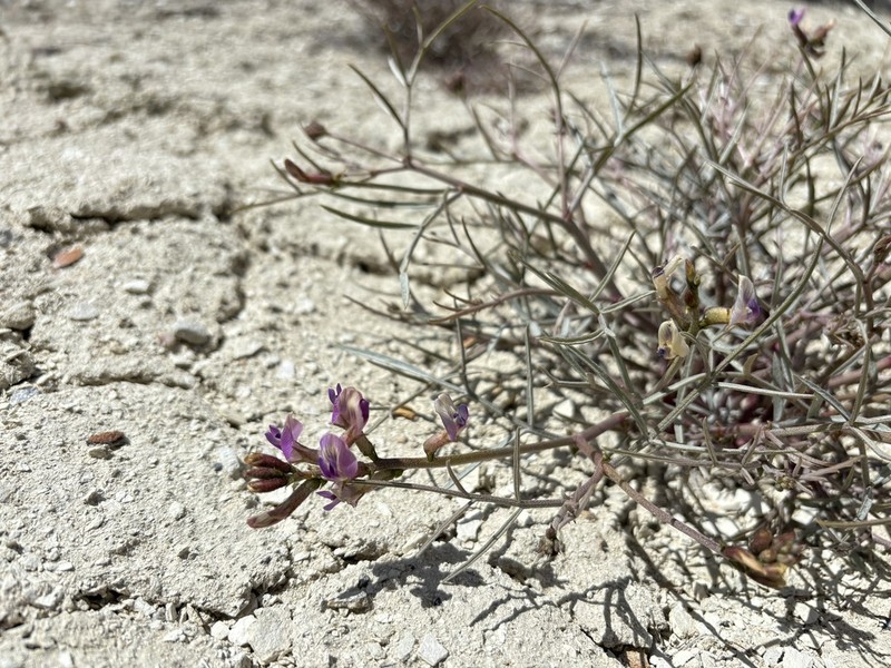 Winged Milkvetch photo 3