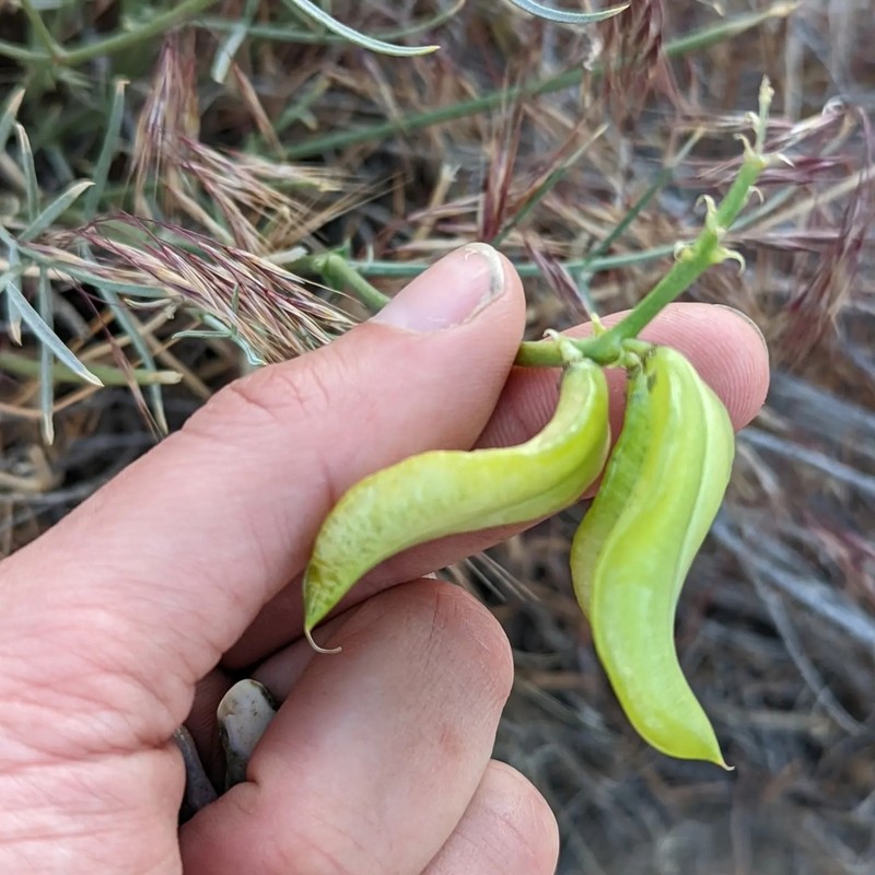 Winged Milkvetch photo 5