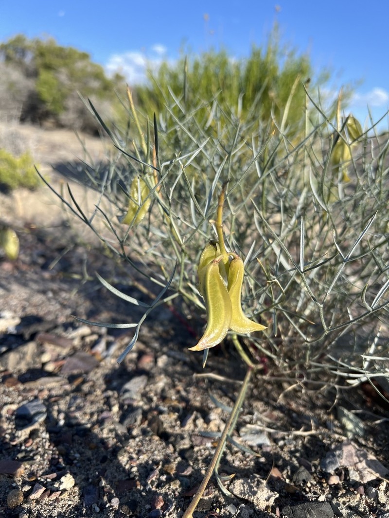Winged Milkvetch photo 6