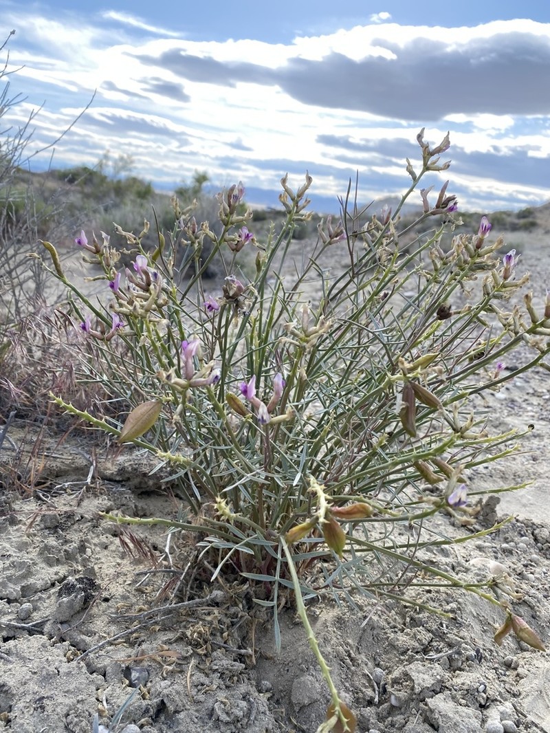Winged Milkvetch photo 8