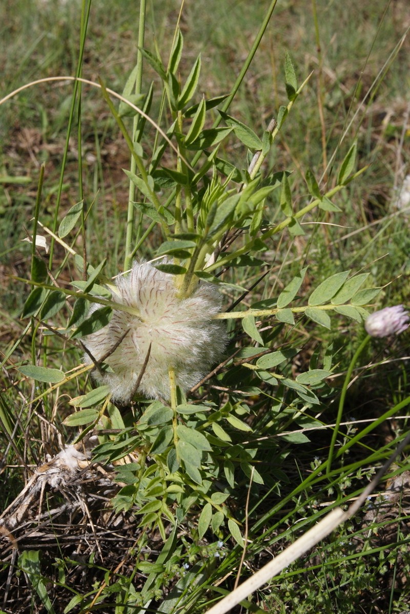 Astragalus pterocephalus