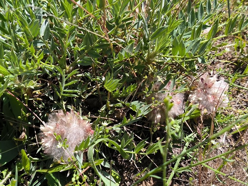 Astragalus pterocephalus photo 2