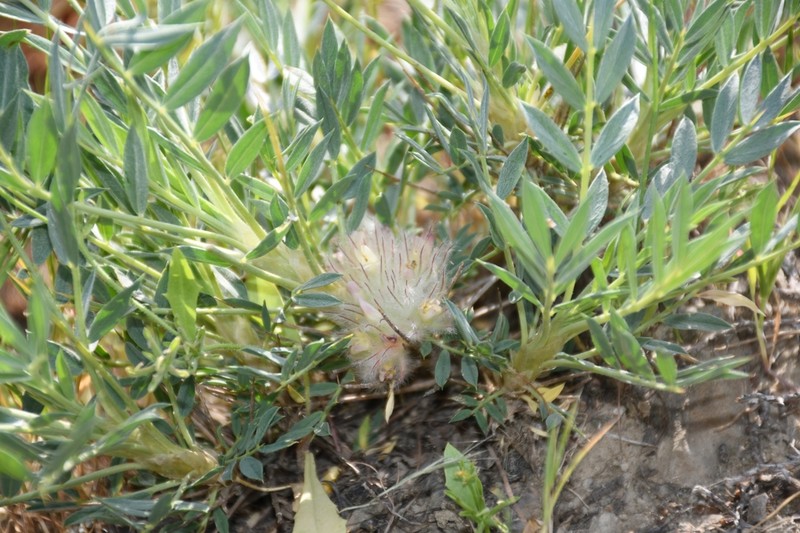 Astragalus pterocephalus photo 3