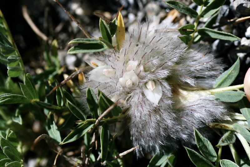Astragalus pterocephalus photo 4