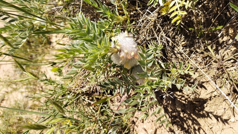 Astragalus pterocephalus photo 5