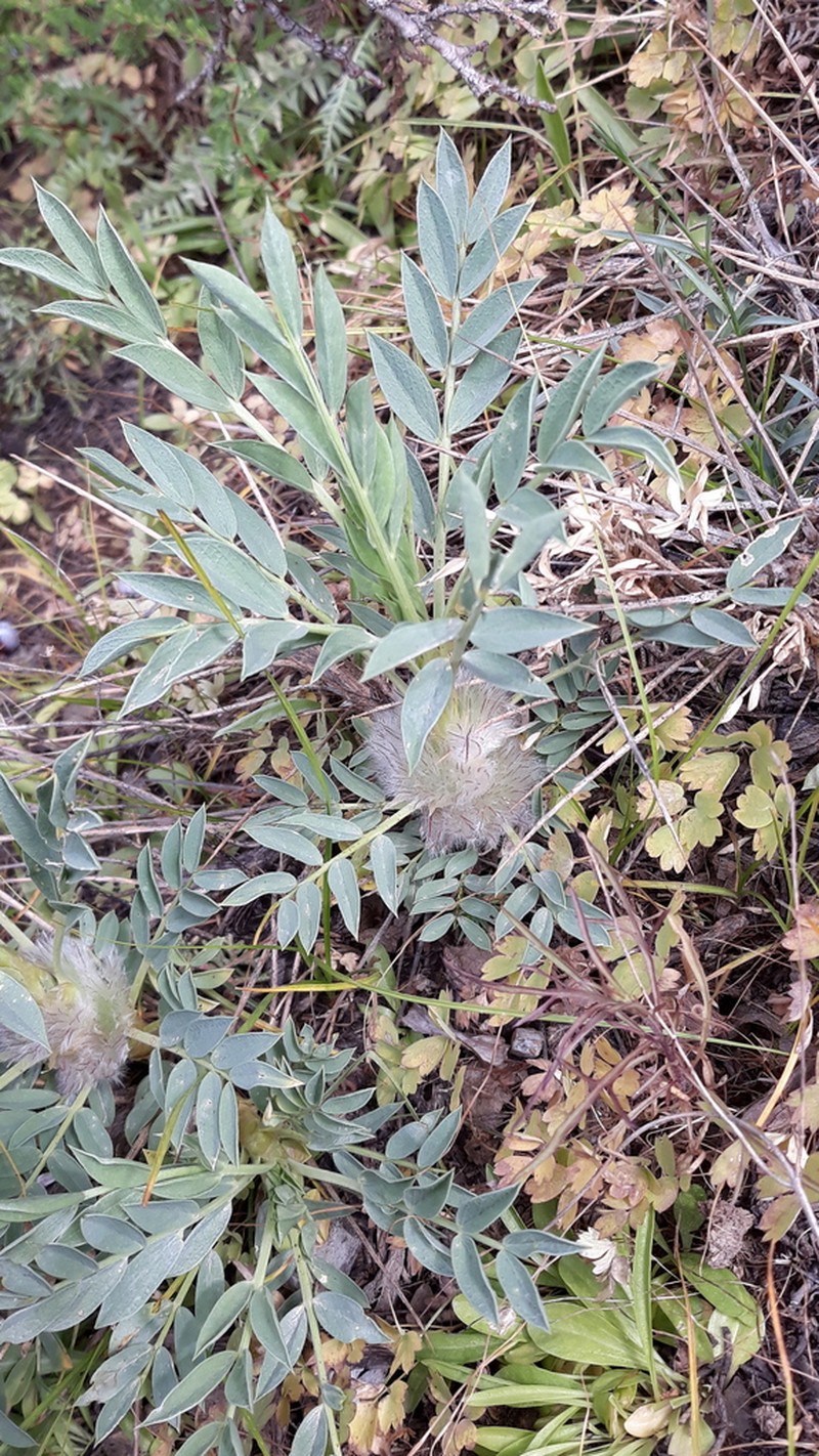 Astragalus pterocephalus photo 6