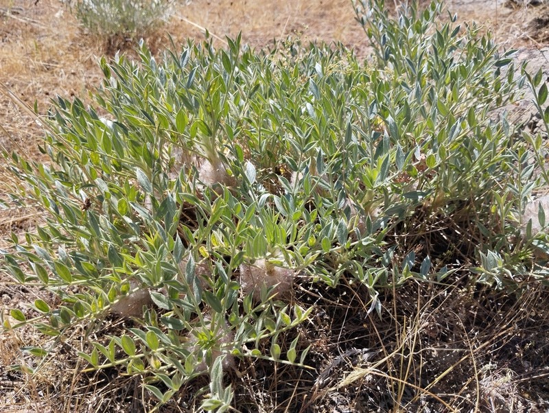 Astragalus pterocephalus photo 7