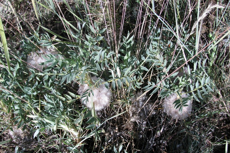 Astragalus pterocephalus photo 8