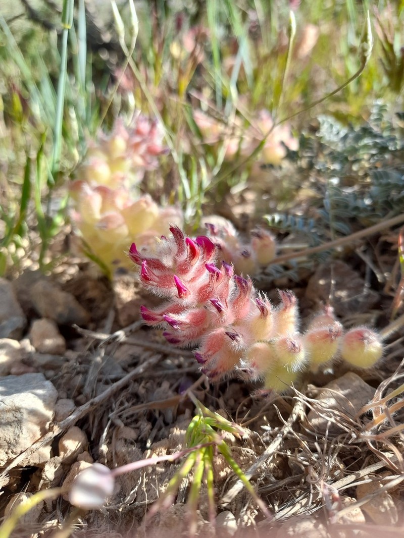 Astragalus ptychophyllus