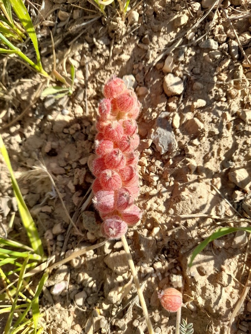 Astragalus ptychophyllus photo 2