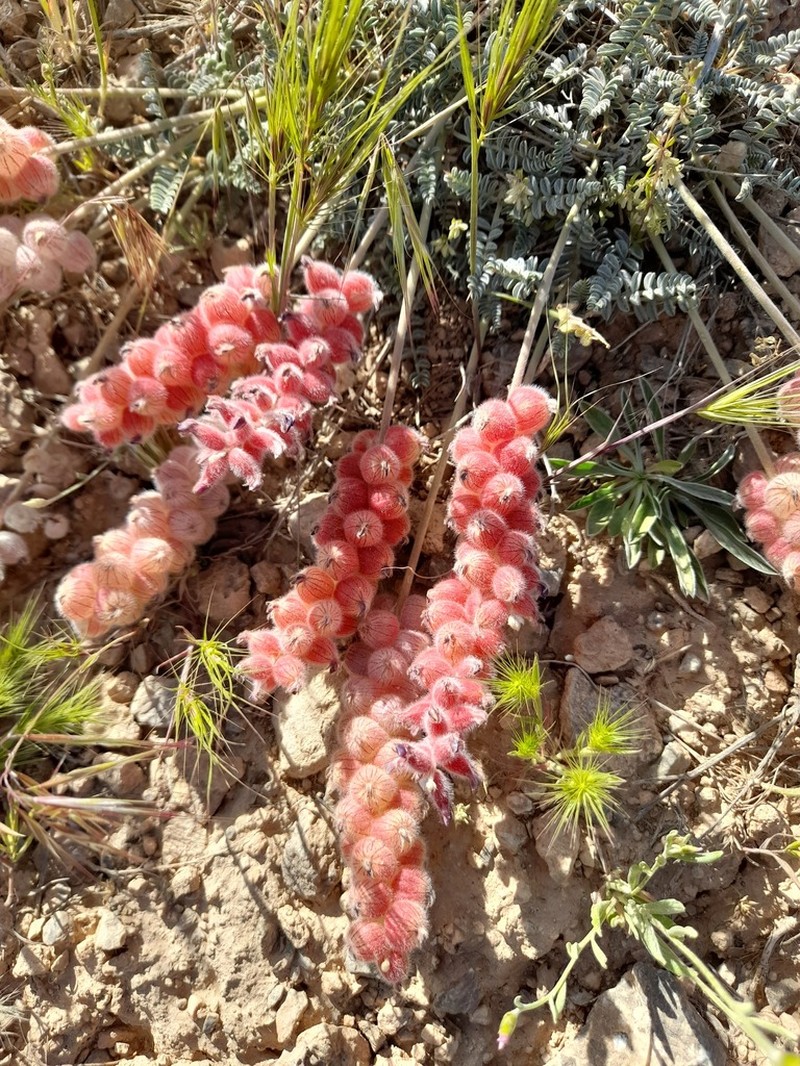 Astragalus ptychophyllus photo 4