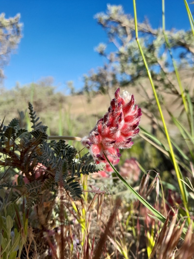 Astragalus ptychophyllus photo 5