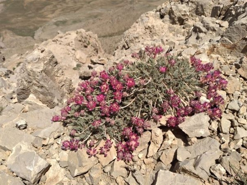Astragalus ptychophyllus photo 7