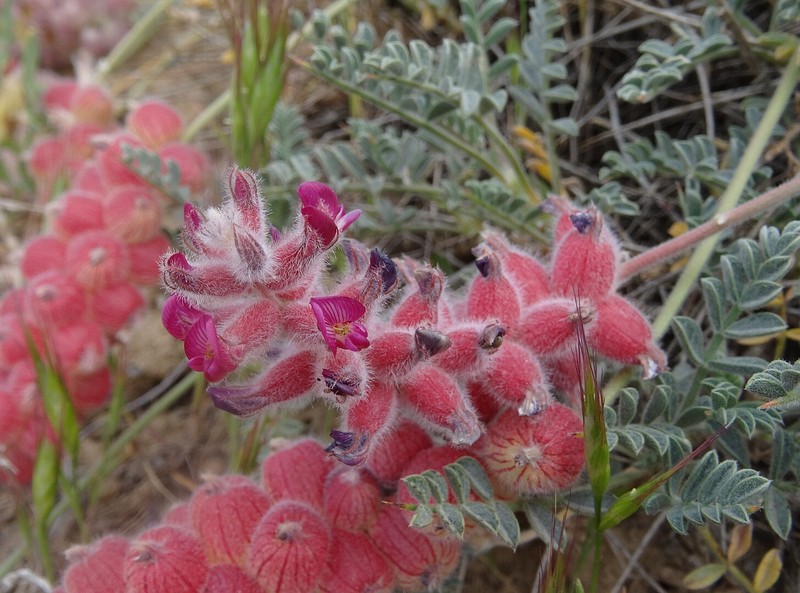 Astragalus ptychophyllus photo 8