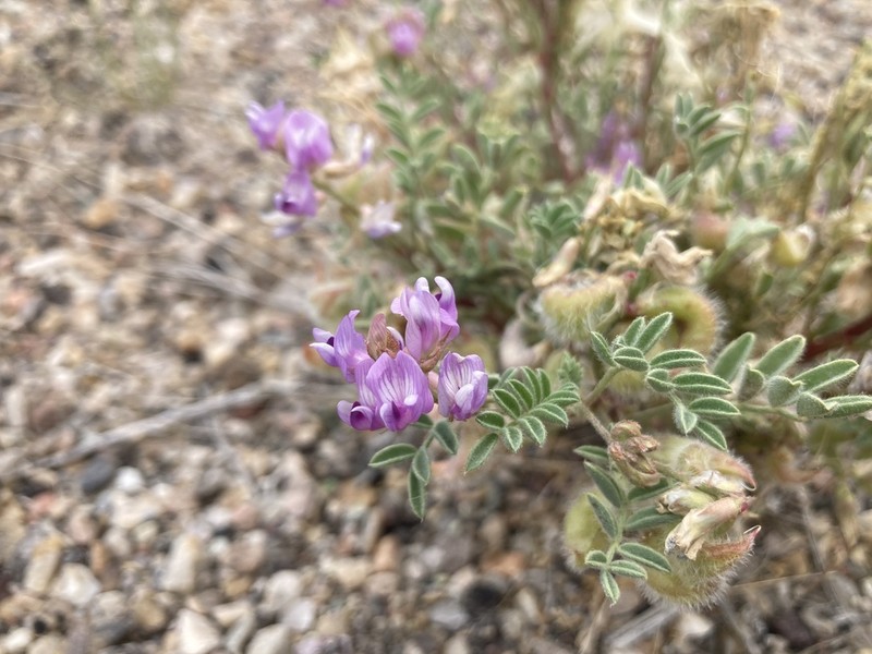 Green River Milkvetch
