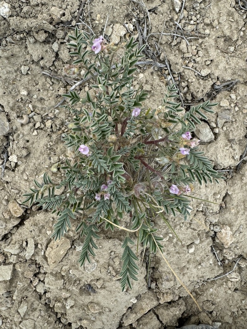 Green River Milkvetch photo 2