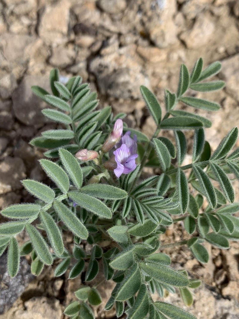 Green River Milkvetch photo 3