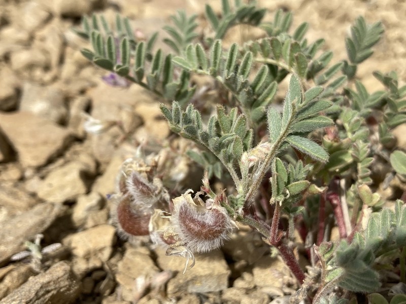 Green River Milkvetch photo 4