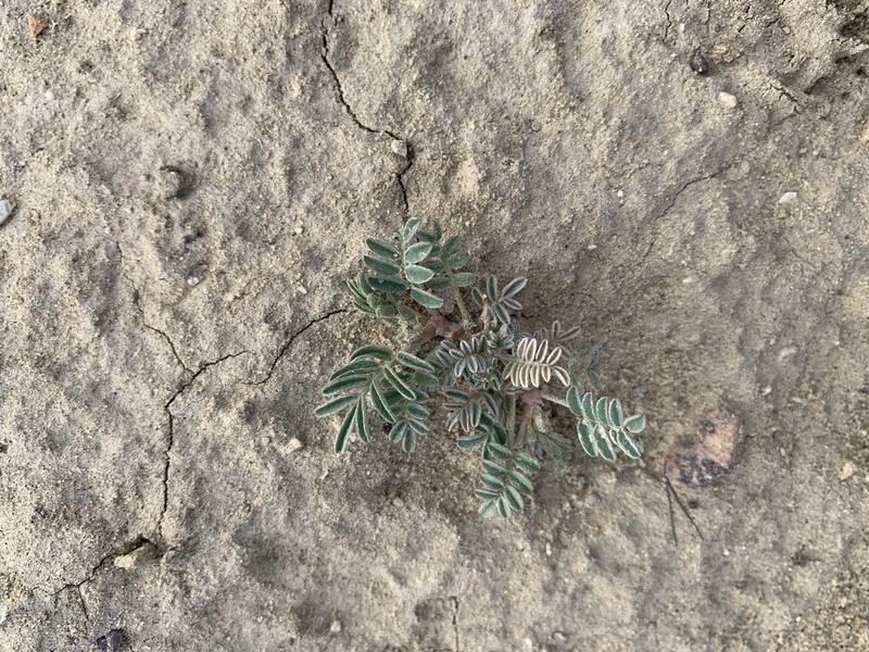 Green River Milkvetch photo 5