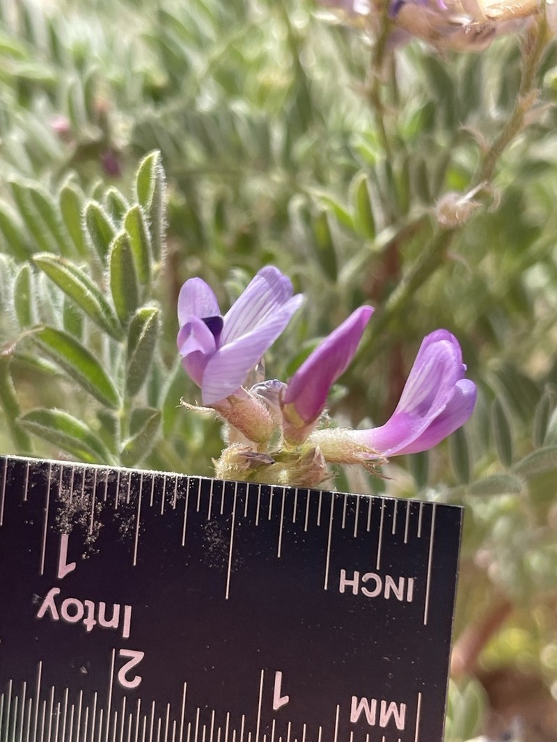 Green River Milkvetch photo 6