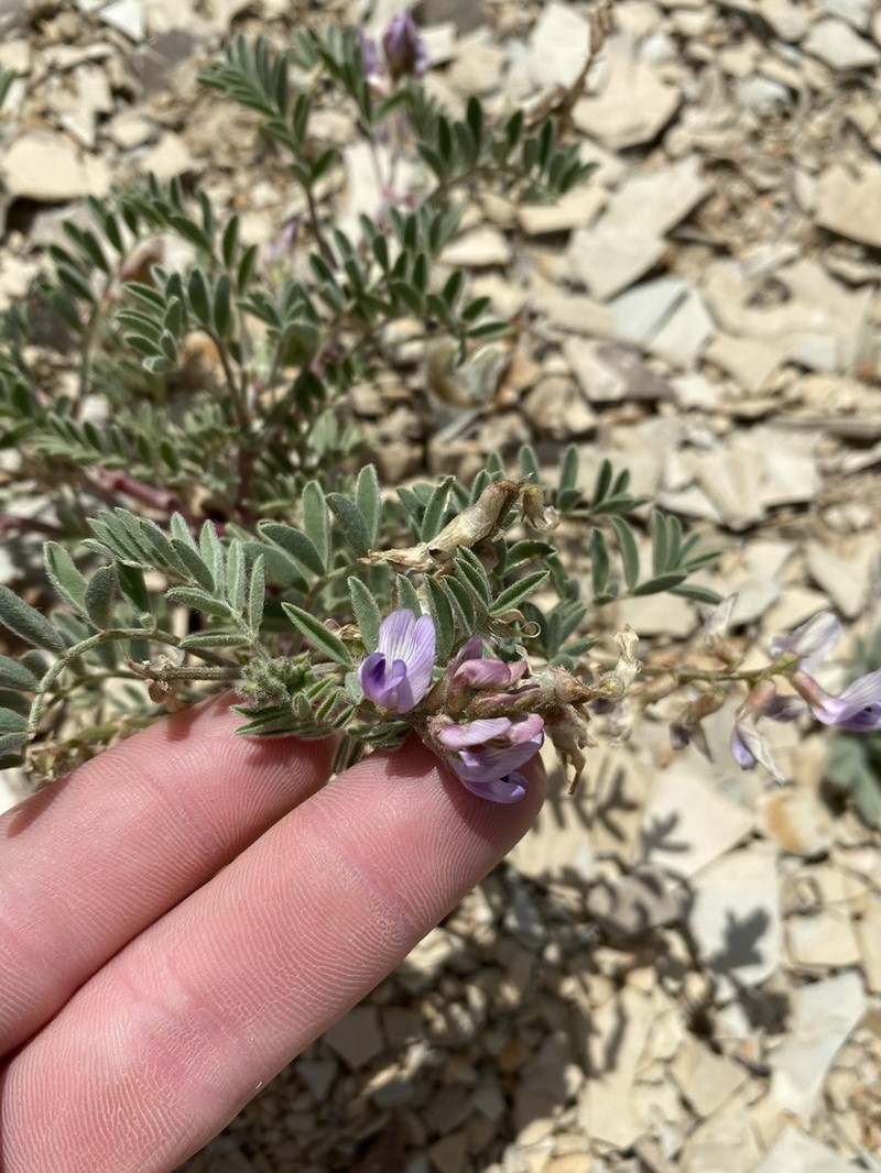 Green River Milkvetch photo 7
