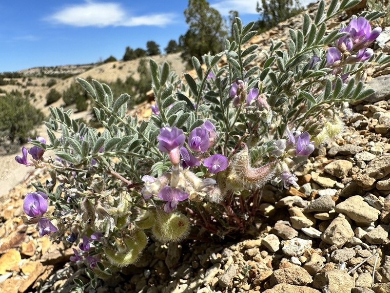 Green River Milkvetch photo 8