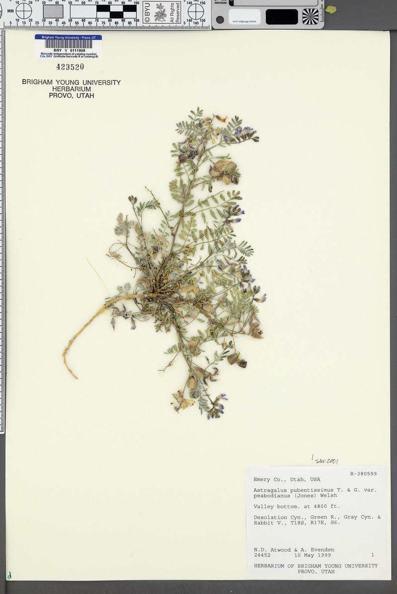 Astragalus pubentissimus var. peabodianus