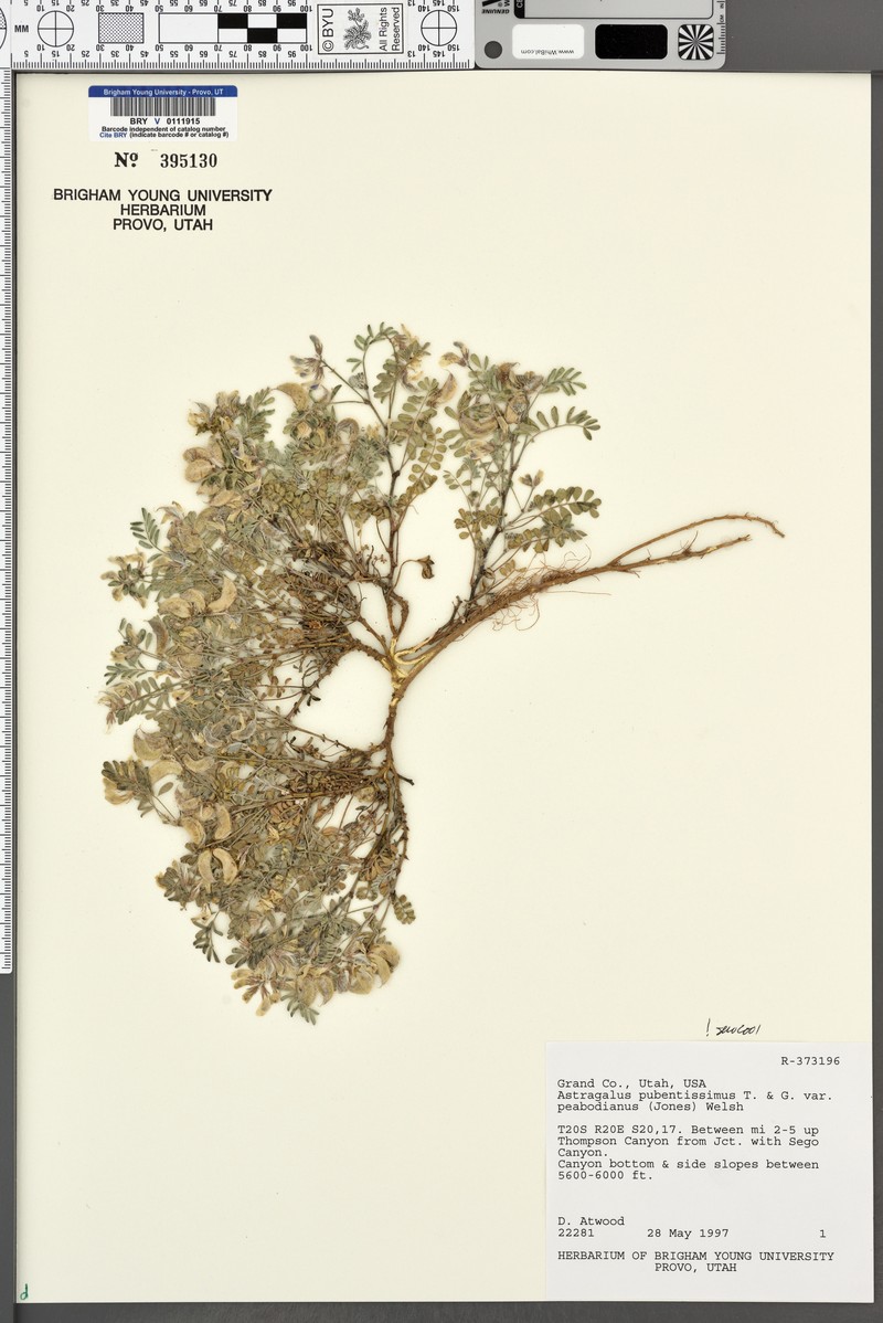 Astragalus pubentissimus var. peabodianus photo 2