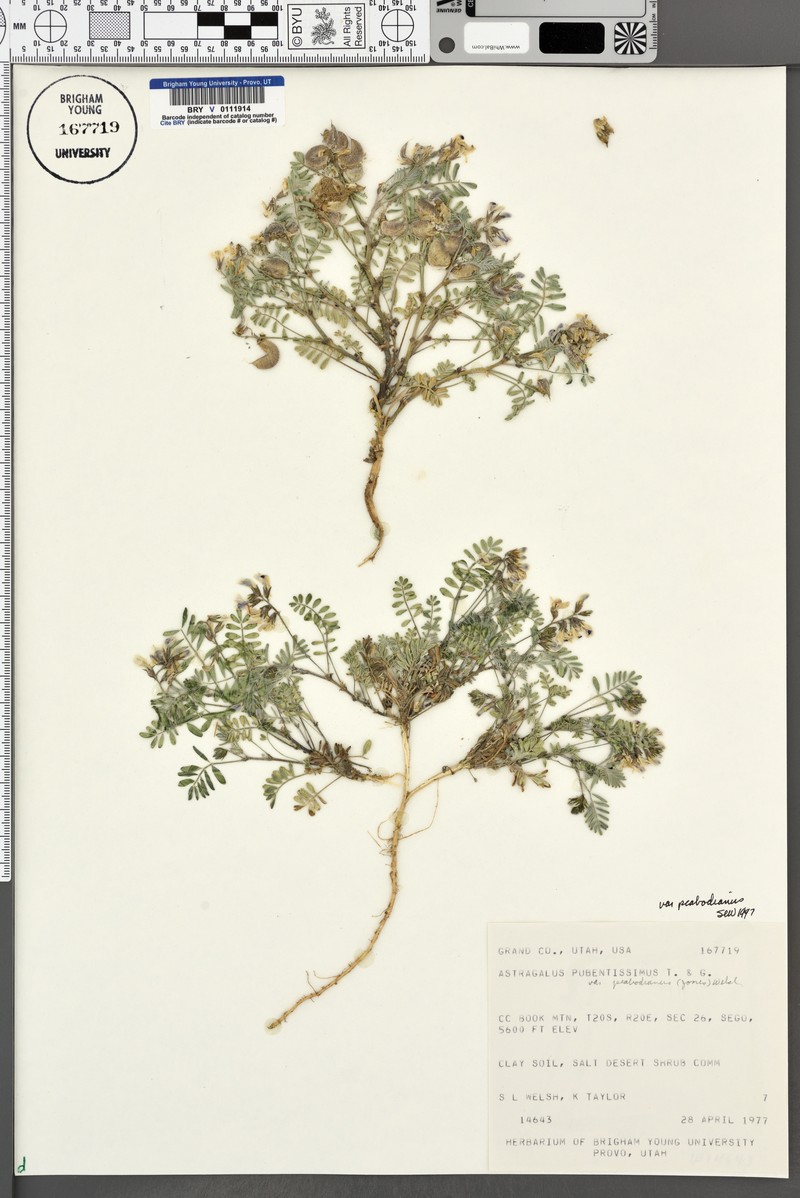 Astragalus pubentissimus var. peabodianus photo 3
