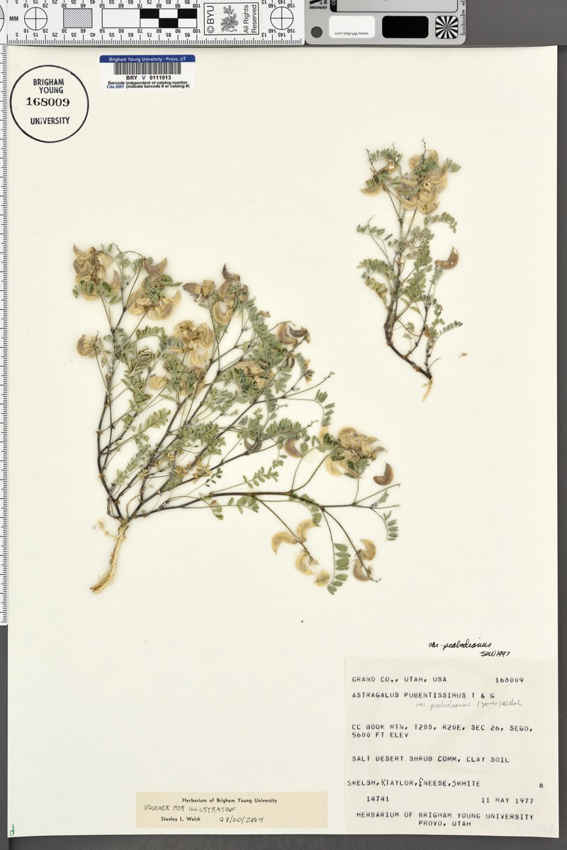 Astragalus pubentissimus var. peabodianus photo 4