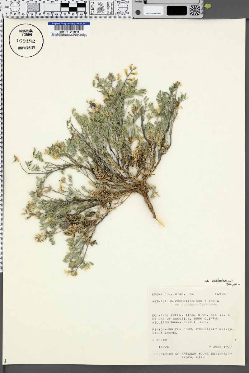 Astragalus pubentissimus var. peabodianus photo 5