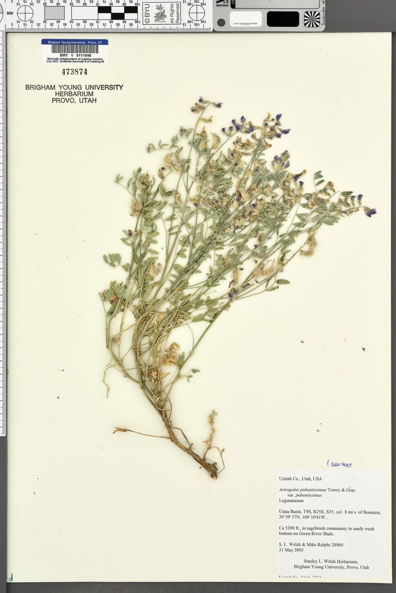 Astragalus pubentissimus var. pubentissimus