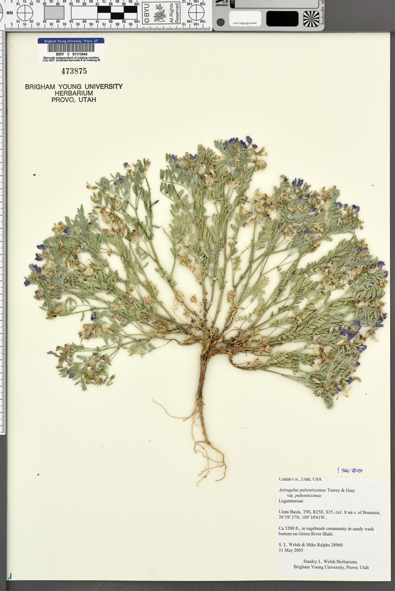 Astragalus pubentissimus var. pubentissimus photo 2