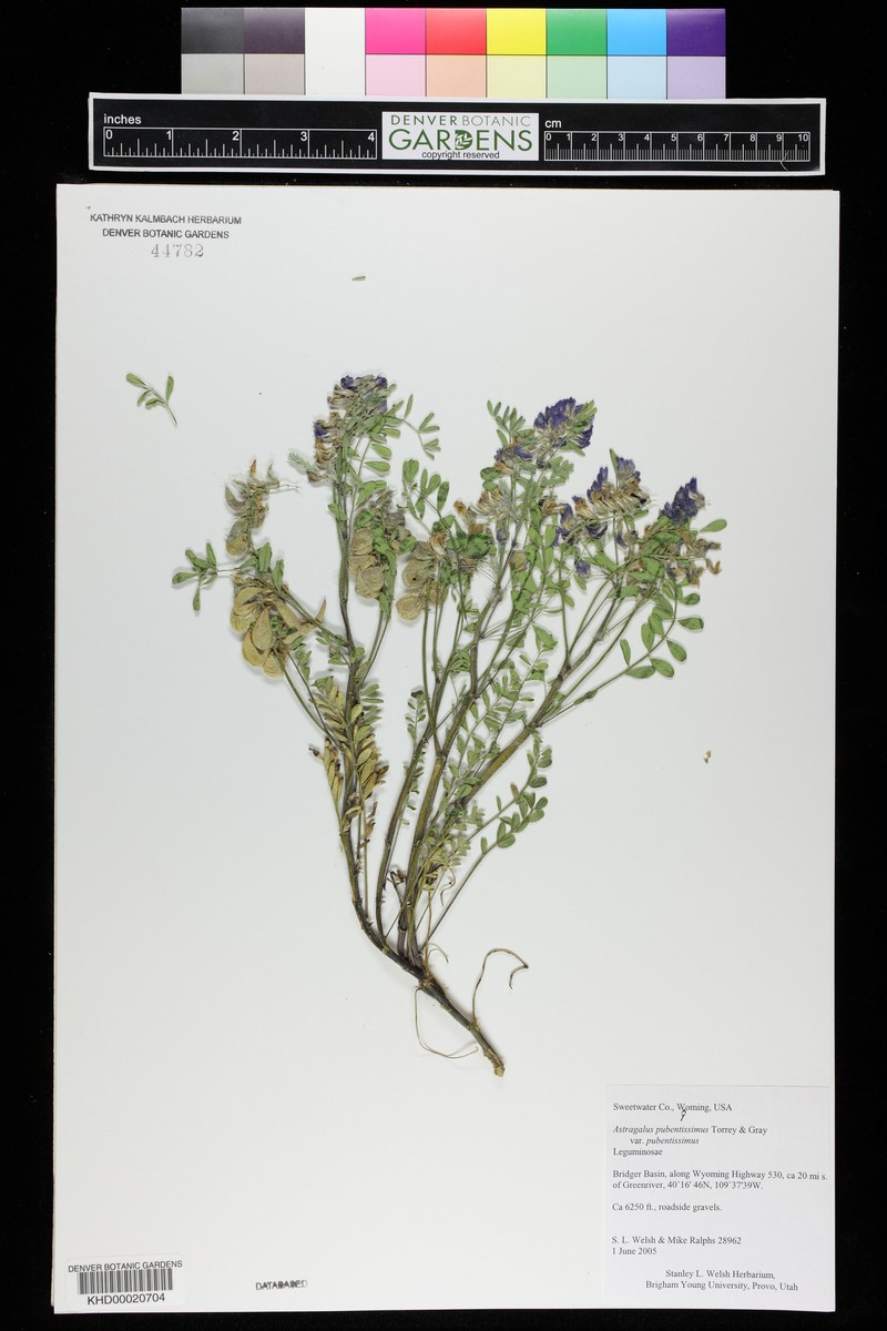 Astragalus pubentissimus var. pubentissimus photo 3