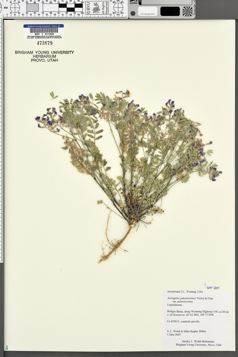 Astragalus pubentissimus var. pubentissimus photo 4