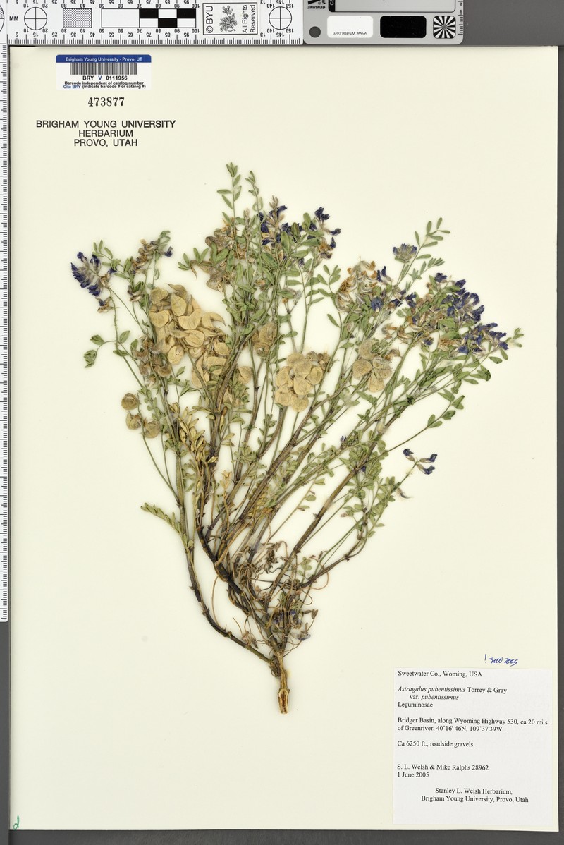 Astragalus pubentissimus var. pubentissimus photo 5