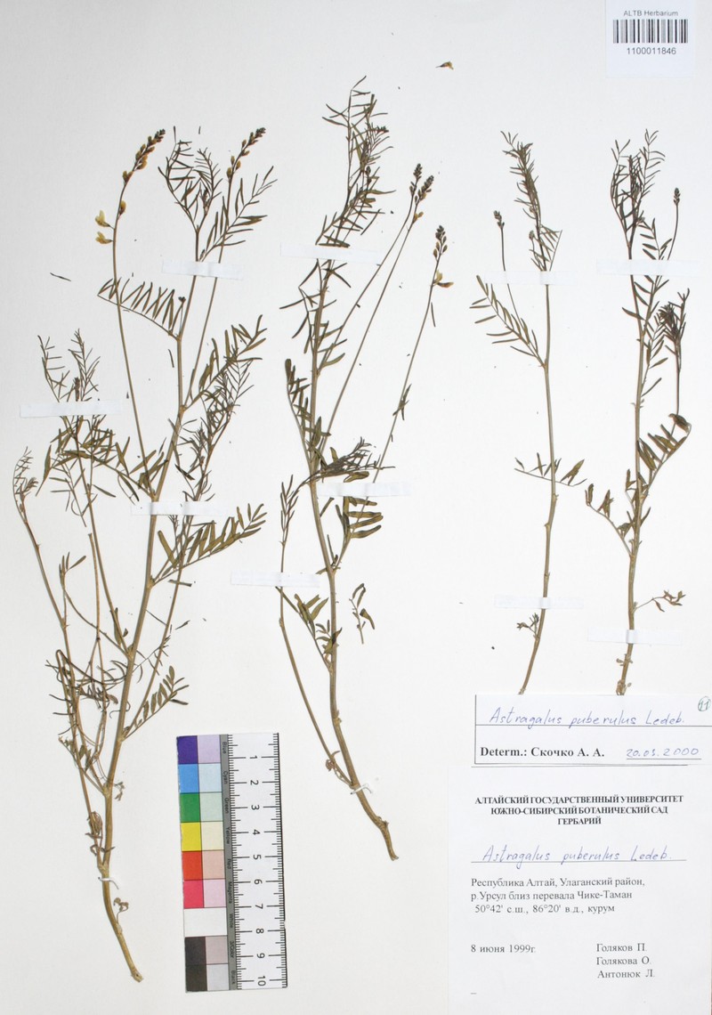 Astragalus puberulus photo 3