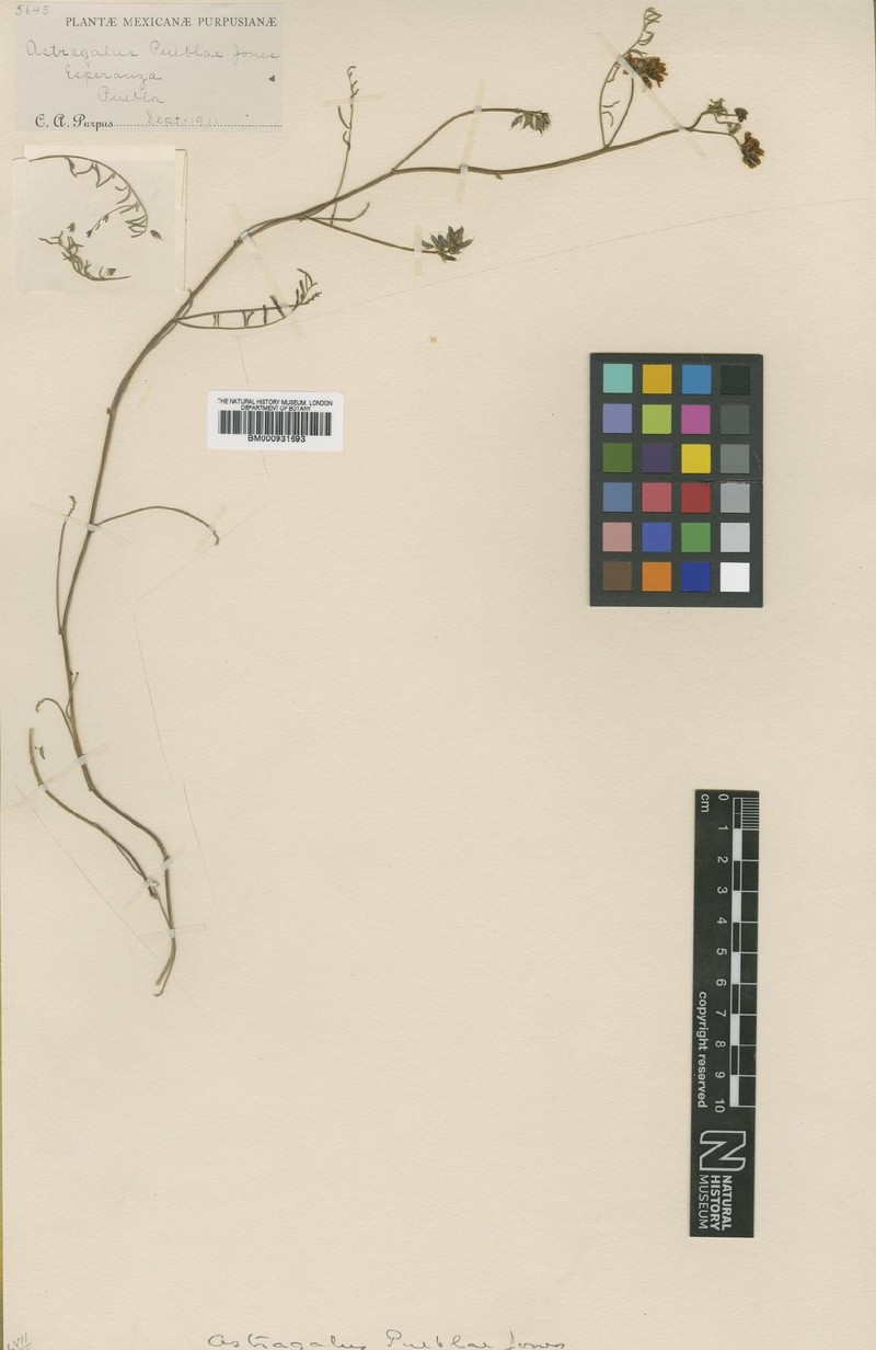 Astragalus pueblae