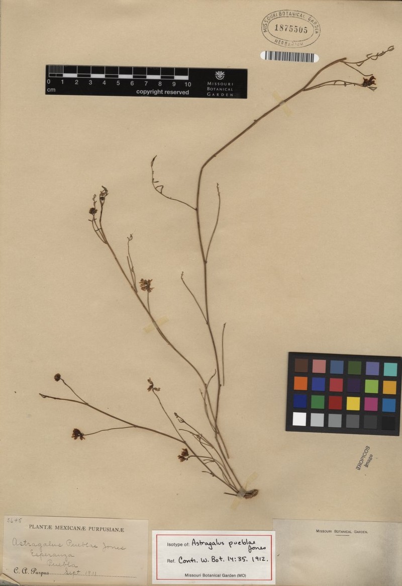 Astragalus pueblae photo 2