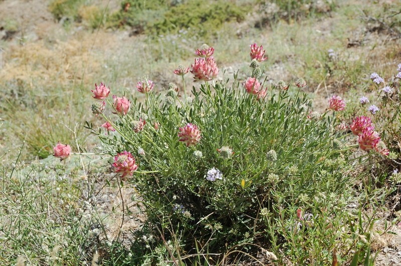 Astragalus pulcher