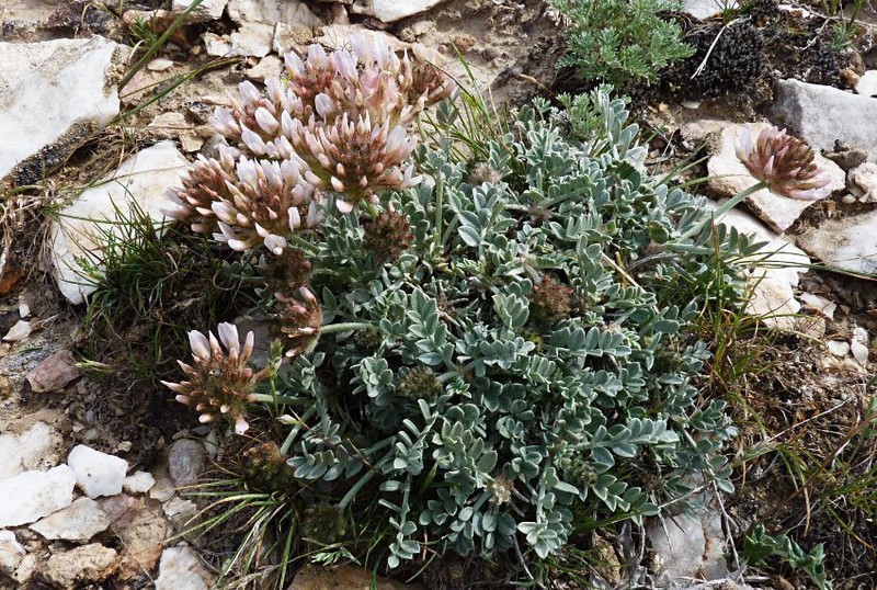 Astragalus pulcher photo 2