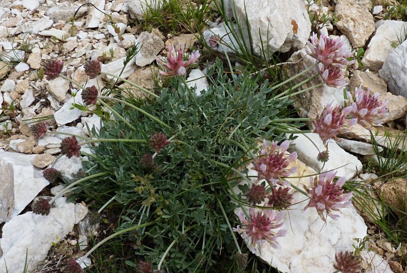 Astragalus pulcher photo 3