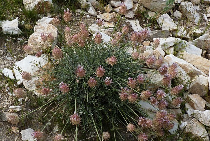 Astragalus pulcher photo 4