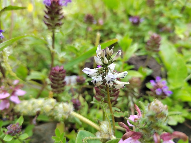 Astragalus pullus