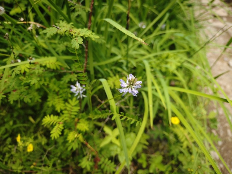 Astragalus pullus photo 2